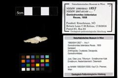 Foto (Objekt + Etiketten) von Goniodromites bidentatus (Reuss, 1859) 